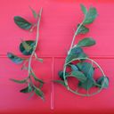 Two small green plant fronds laid on a bright red plastic background. One is looped at one end to form a six.